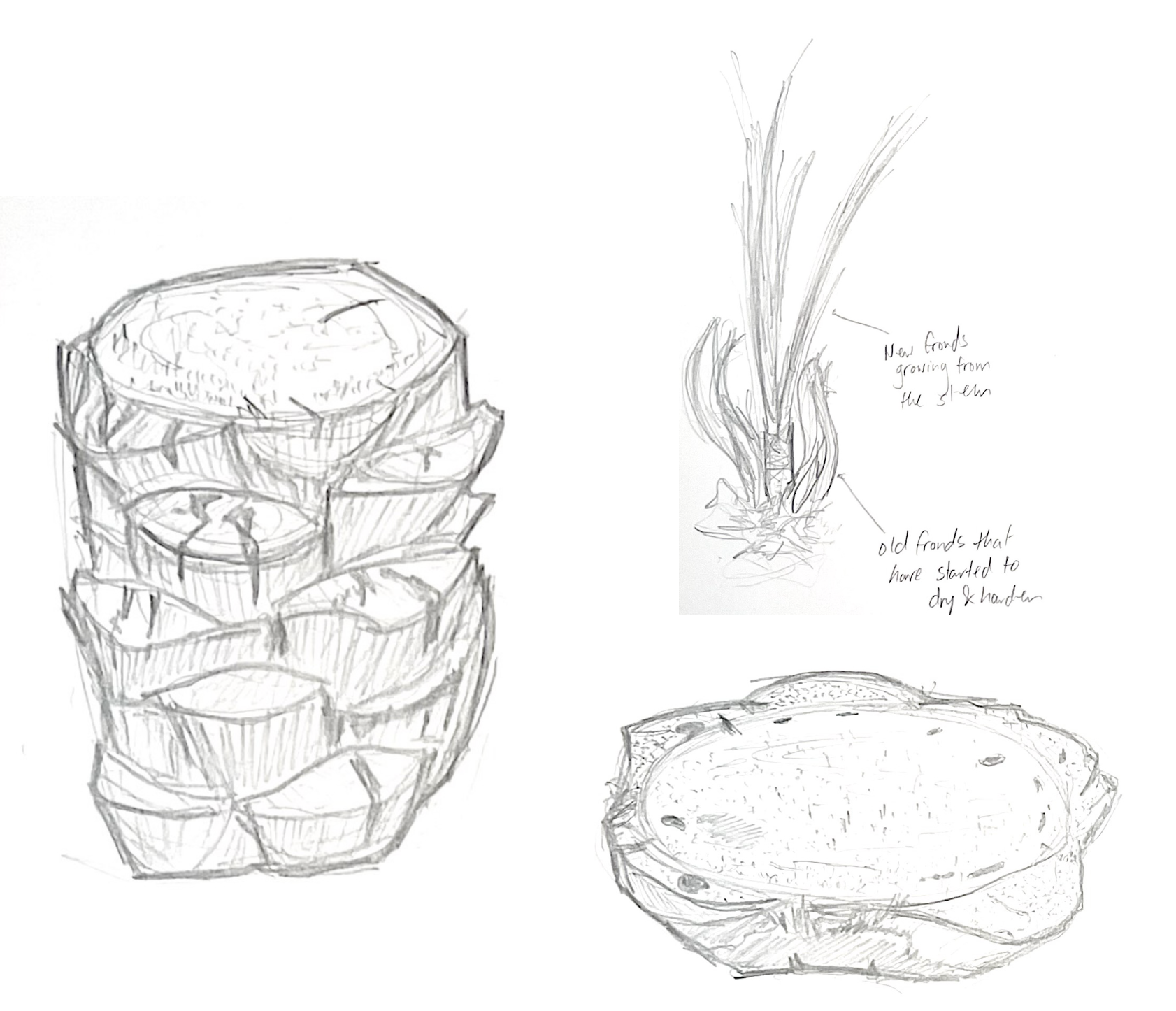 Drawings and studies of the Date Palm Tree